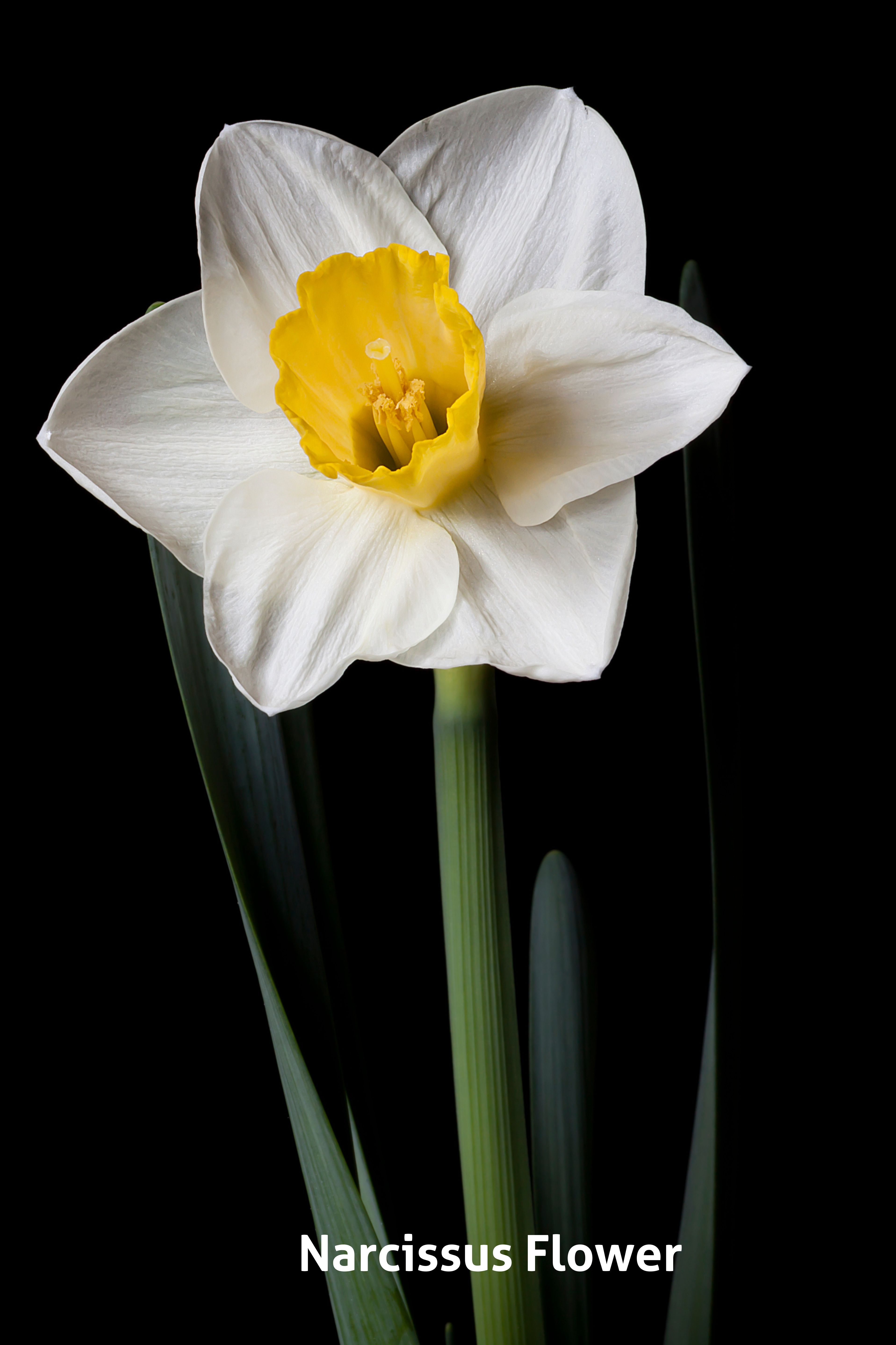 A white star shaped flower with a yellow centre and a black background.